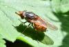 Rhingia campestris